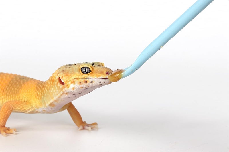 WOLEDOE 2Pcs Crested Gecko Food Mixing Spoon, Feeding Spoon fit Lizard Gargoyle Bearded Dragon - Blue - Image 4